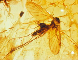 ambre-insecte-1